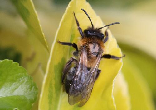 Réf. 339 714 : Andrena nitida